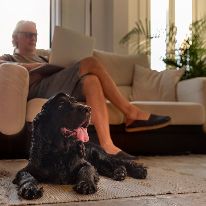 Cavoodle on a couch, owner’s hand reaching in from the left, casual indoor light