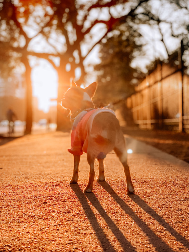 Small dog being scooped up by owner at the front door, warm light, Tagling visible on collar